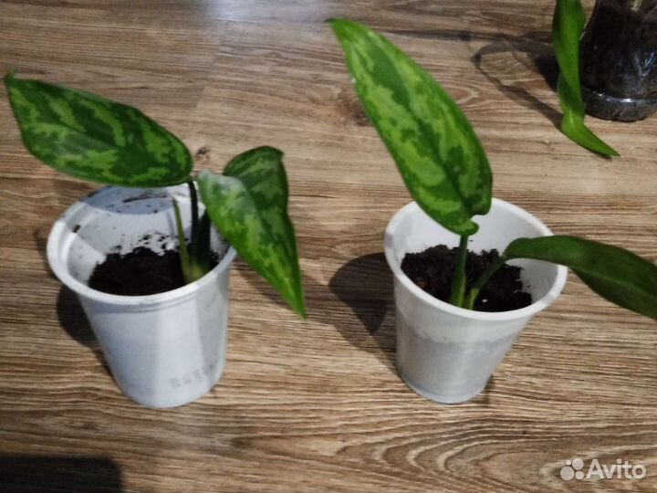 Сортовые Сингониумы и Аглаонемы