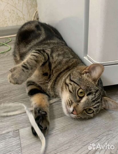 Эльза ищет дом