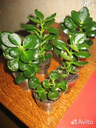 Каланхоэ укорененные оранжевый