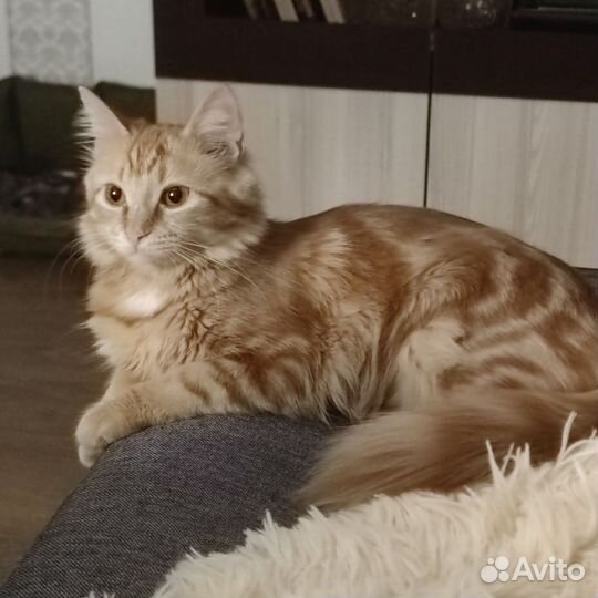Кошка рыжая