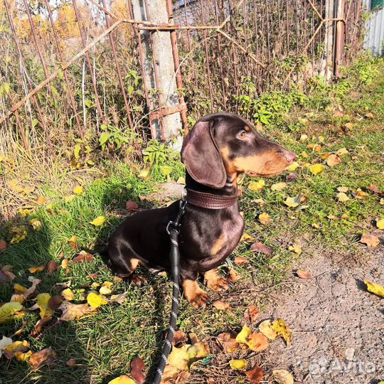 Собака в добрые руки отдам бесплатно