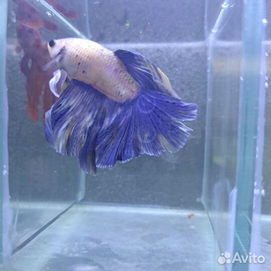 Рыбка петушок Супер дельта