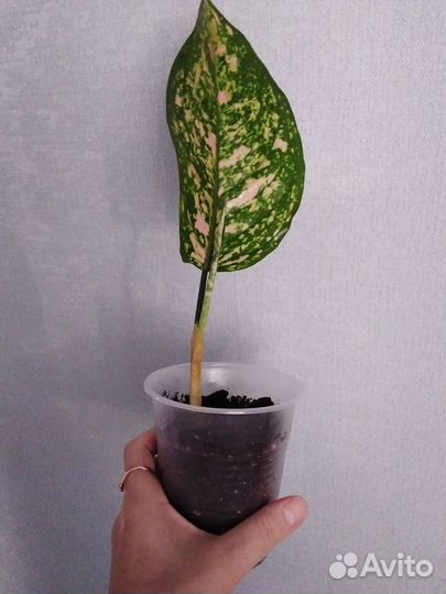 Аглаонемы (детки)