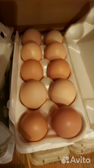 Инкубационное яйцо кур и индоуток