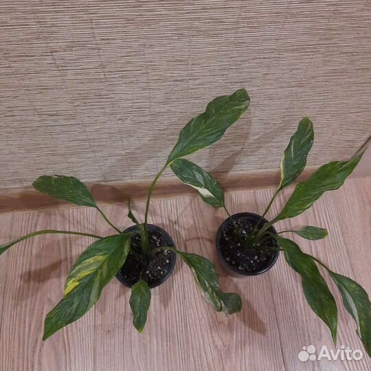 Спатифиллум вариегатный даймонд