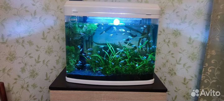 Аквариум