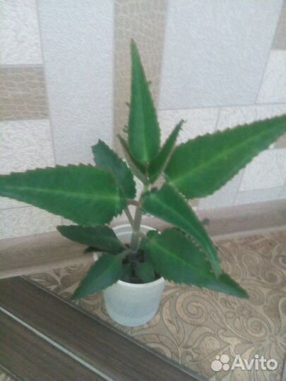 Каланхоэ лечебный живородящий цветок