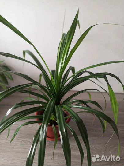 Большой панданус