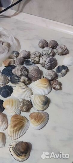 Морские ракушки раковины