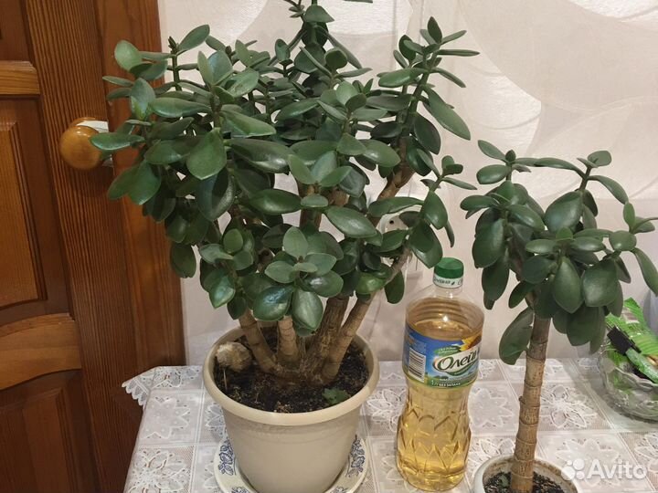 Денежное дерево толстянка