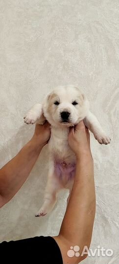 Алабаи. Среднеазиатская овчарка