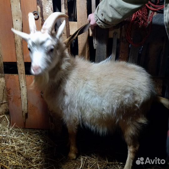 Козел на вязку