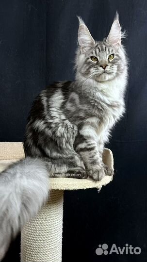 Ищу любящие семьи подросткам