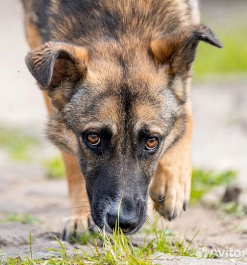 Собака в добрые руки