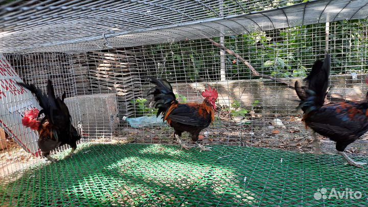 Куры петухи