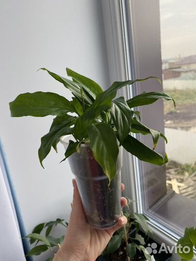 Спатифиллум