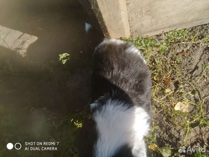 Щенки в добрые руки