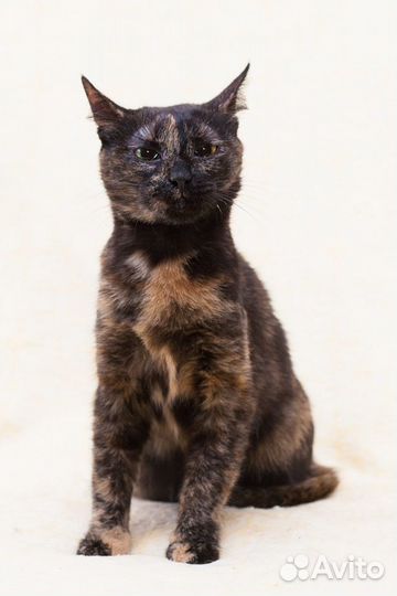 Молодая и скромная Патрисия)