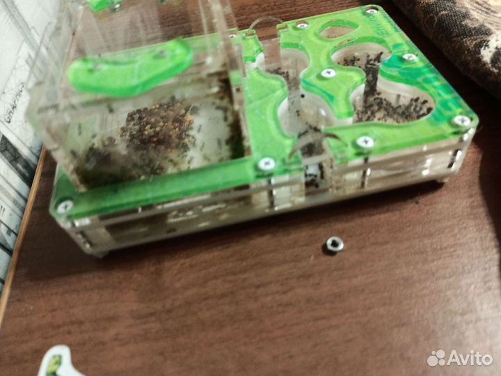 Муравьиная ферма с муравьями