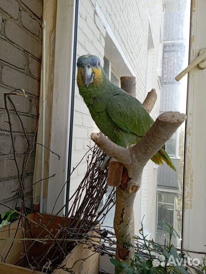 Попугай амазон