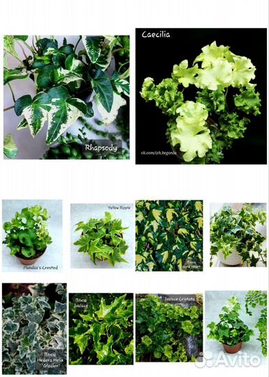 Плющ хедера 10 сортов