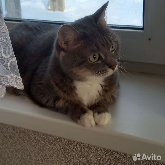 Передержка кошек