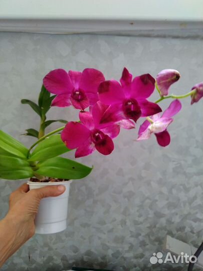 Орхидея дендробиум
