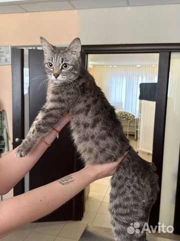 Шотландская кошка 1 год в дар объявление продам