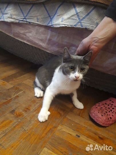 Продам в добрые руки кошечку