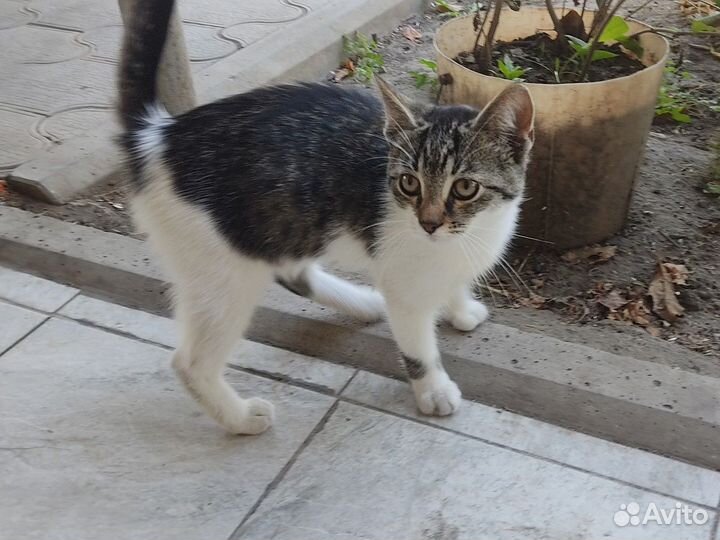 Котенок в добрые руки