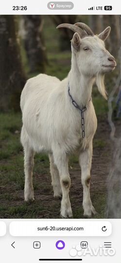 Коза для мяса