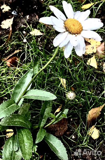 Ромашка саженец растение многолетник для сада дачи