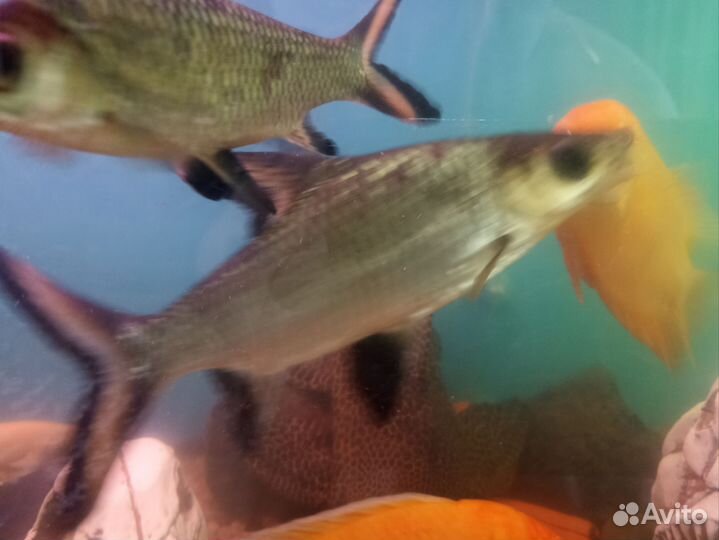 Анциструс птеригоплихт