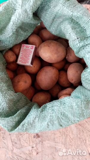 Семенной картофель