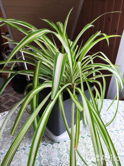 Хлорофитум