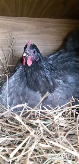 Инкубационное яйцо. Цыплята Джерсийского гиганта