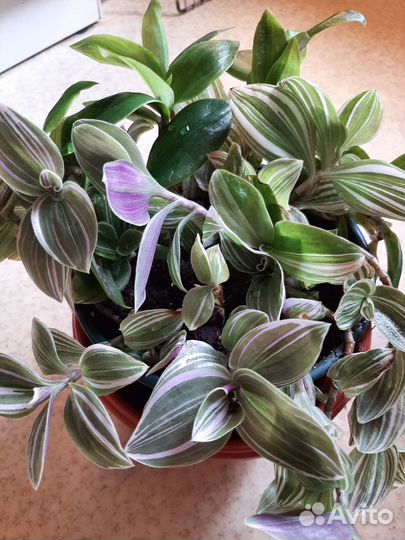 Взрослый большой куст традесканции