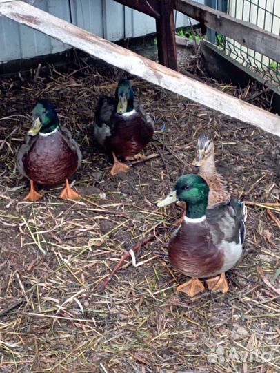 Молодой селезень подсадной утки