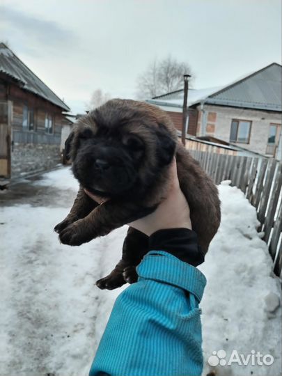 Тибетский мастиф щенки