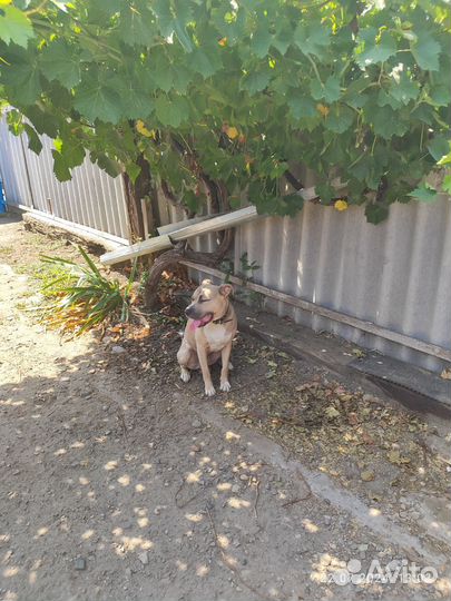 Американский питбультерьер вязка