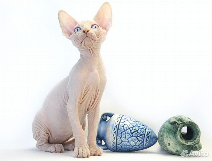 Живут на земле существа неземной красоты Барбарики