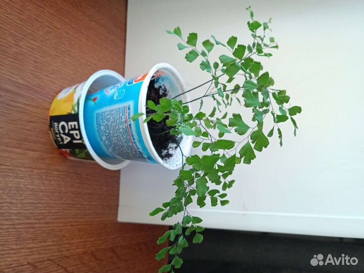 Венерин волос