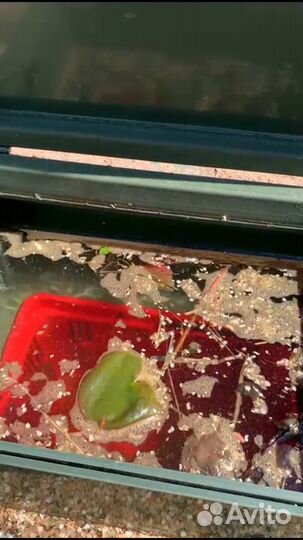 Скиммер для пруда «водоман» 600мм