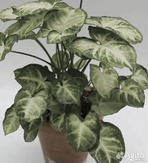 Домашние растения