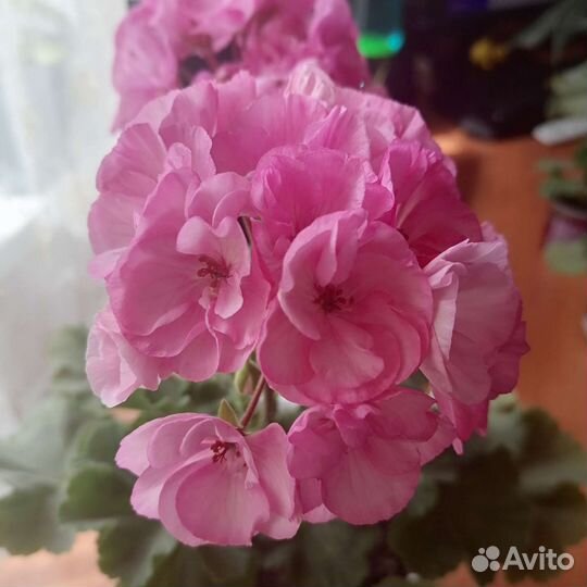 Укорененные черенки сортовой герани