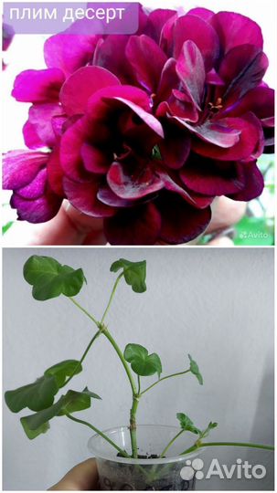 Плющелистная пеларгония