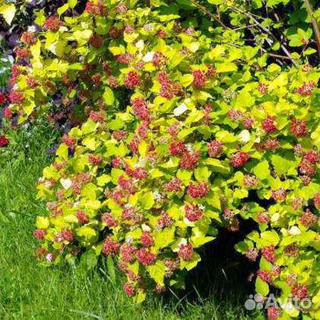 Многолетники для сада цветы Часть 2