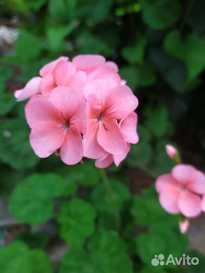 Пеларгония герань