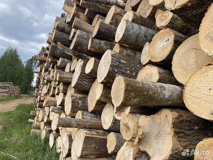 Осина кругляк