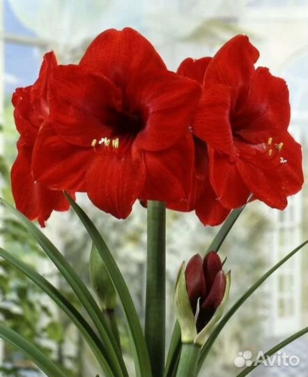 Амариллис